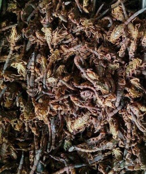 Dried Scorpions for sale