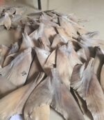 Dried shark fins