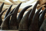 rhino horns are used for